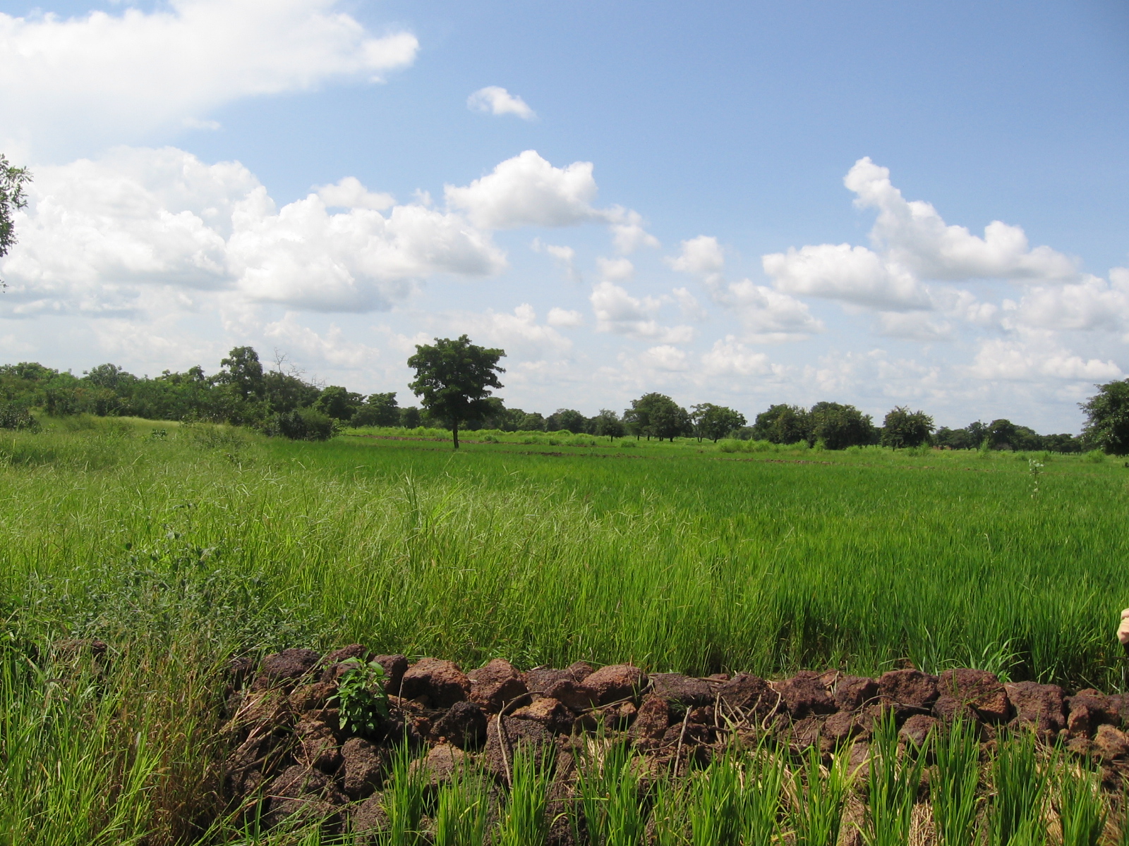 Permeable rock dam and rice fields in Burkina Faso - Photo by Brent Simpson